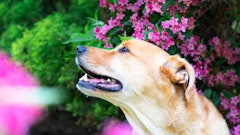 Animal Brown Canine 2607546