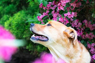 Animal Brown Canine 2607546