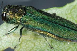 The Emerald Ash Borer, pictured, is one of the most destructive invasive species ever encountered by arborists.