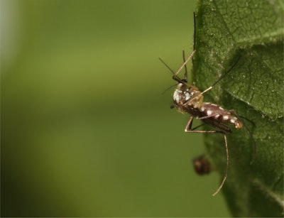 Mosquito On Leaf (1)
