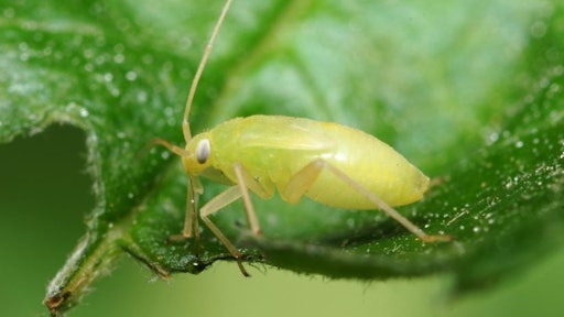 Aphids I Stock 471054385 1024x728