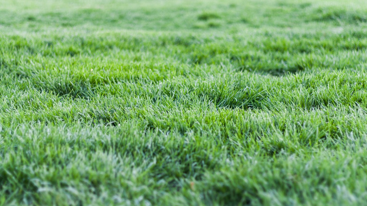 7 Tips For Successful Overseeding In The Fall Green Industry Pros