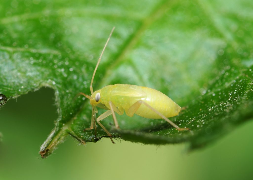 Aphids I Stock 471054385 1024x728