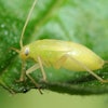 Aphids I Stock 471054385 1024x728