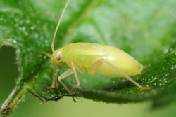 Aphids I Stock 471054385 1024x728