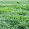 Overseeding in the fall can keep your lawn looking full and lush come the spring.