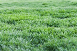 Overseeding in the fall can keep your lawn looking full and lush come the spring.