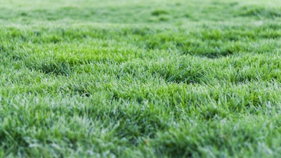 Overseeding in the fall can keep your lawn looking full and lush come the spring.