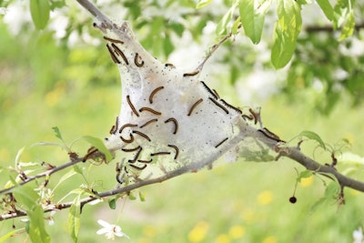 Tent Caterpillar 1024x683