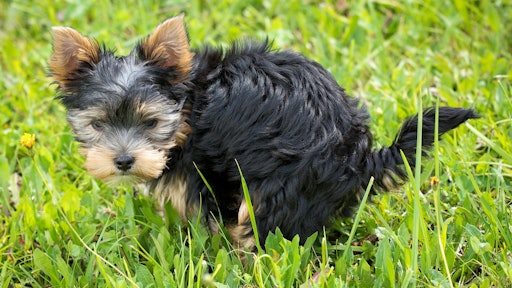 Animal Canine Cute 164492