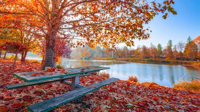 Autumn Leaves Beautiful Daylight 1741696