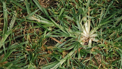 Into the Weeds of Pre-Emergence Herbicides | Green Industry Pros