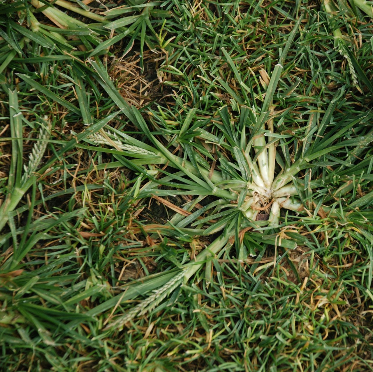 Into the Weeds of Pre-Emergence Herbicides | Green Industry Pros