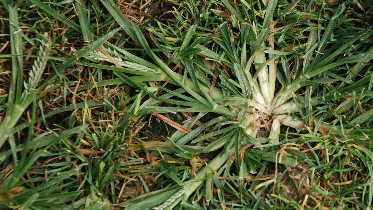 Into the Weeds of Pre-Emergence Herbicides | Green Industry ...