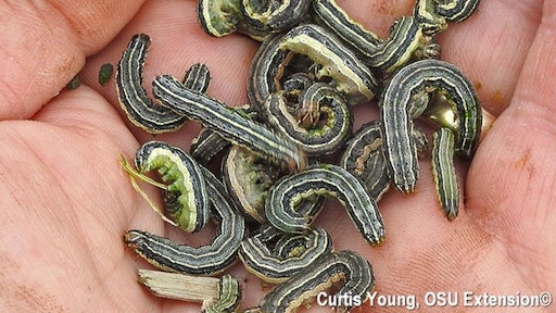 Fall+armyworms3