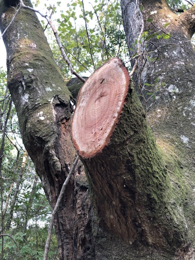 Because the knives in the Fecon BLACKHAWK generate a cutting action, it is able to make a precise cut in large limbs, comparable to a chainsaw.