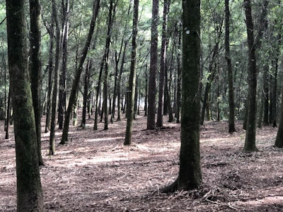 Using the CTL and BLACKHAWK mulcher head, Randy Mitchem estimates he can mulch a 50-ft. pine tree in 45 seconds to a minute and a 16-in. oak tree in roughly three minutes. Shown is the site after clearing.