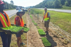 NC State lobo grass