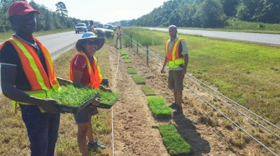 NC State lobo grass