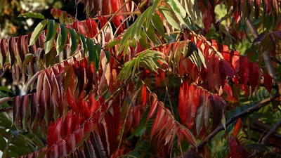 Sumac tree
