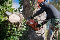 Tree trimming