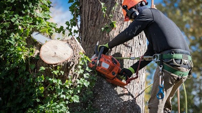 Tree trimming