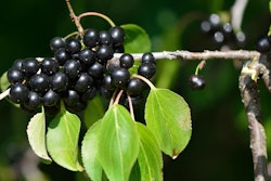 buckthorn noxious weed Pennsylvania
