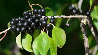 buckthorn noxious weed Pennsylvania