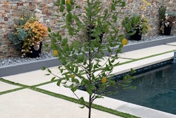 A lemon tree depicted using augmented reality.