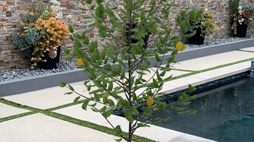 A lemon tree depicted using augmented reality.
