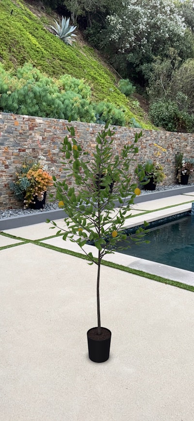 A lemon tree depicted using augmented reality.