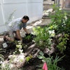 Green Care For Communities Nyc Project