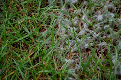 Snow mold, a turf disease, can appear due to damage