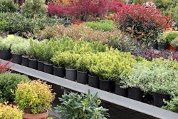 Adobe Stock 207607029