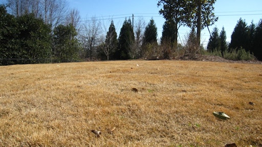 Dormant turfgrass during the winter season.