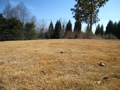 Dormant turfgrass during the winter season.
