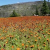 Orange hawkweed