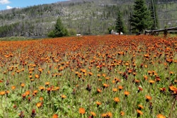 Orange hawkweed