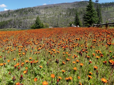 Orange hawkweed