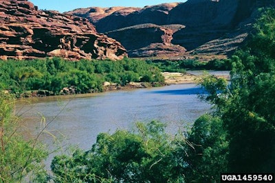 Tamarisk along the Colorado River Basin.