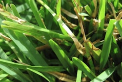 Gray Leaf Spot