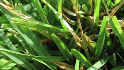 Gray Leaf Spot