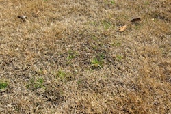 Winter Lawn Care Tips