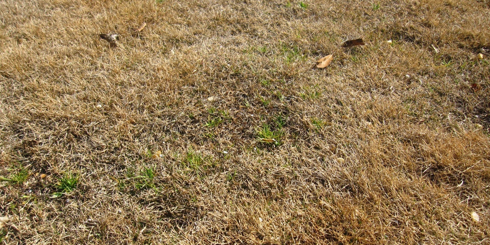 Winter online lawn care