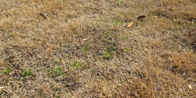 Winter Lawn Care Tips