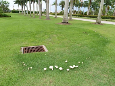 Fairy ring