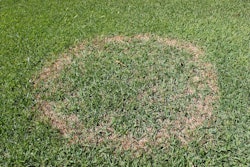 Brown patch