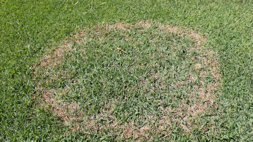 Turf Causing Rashes Prevent Summer Cool-Season Turfgrass Disease | Green Industry Pros