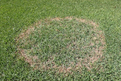 Brown patch