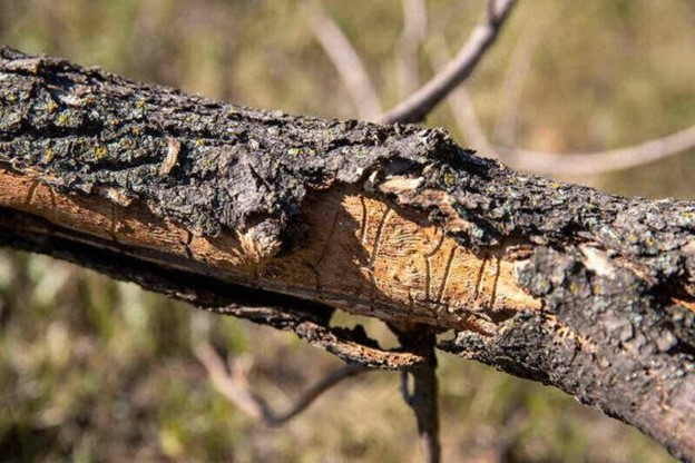 Some infestations can cause the bark on trees to peel.